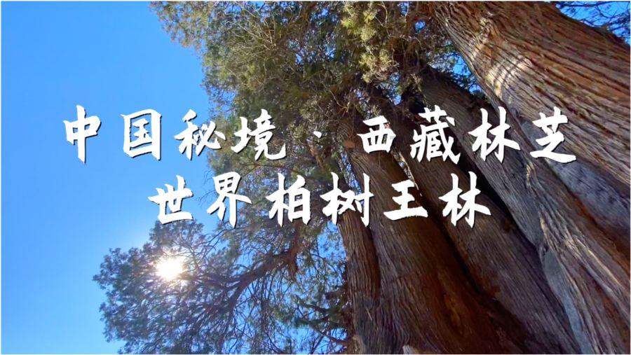 青海大学mba